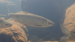 Squaliobarbus curriculus