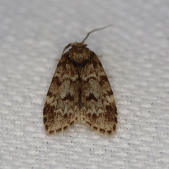 Scaphidriotis xylogramma