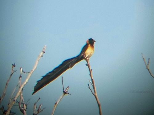 Exclamatory Paradise Whydah (Vidua interjecta), photo 10
