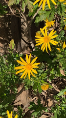 Euryops pectinatus