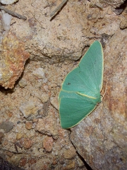 Chlorocoma assimilis