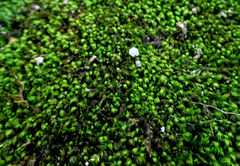 Fissidens bryoides