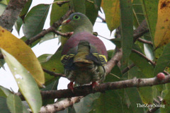 Treron curvirostra