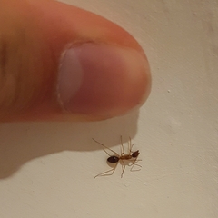 Camponotus nigriceps