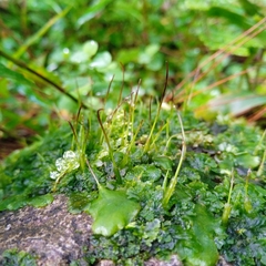 Anthoceros