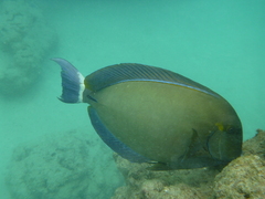 Acanthurus blochii