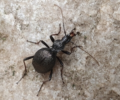Cychrus spinicollis