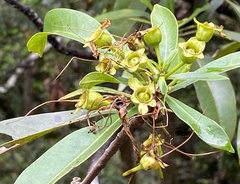 Xanthostemon chrysanthus