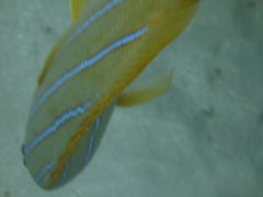Lutjanus kasmira