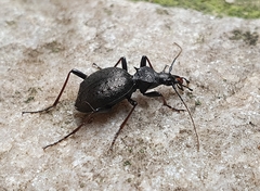 Cychrus spinicollis