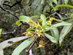 Xanthostemon chrysanthus