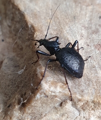 Cychrus spinicollis