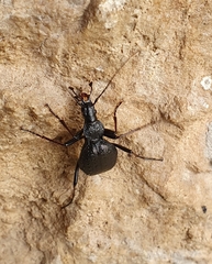 Cychrus spinicollis