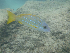 Lutjanus kasmira