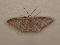 Idaea halmaea