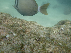 Acanthurus leucopareius
