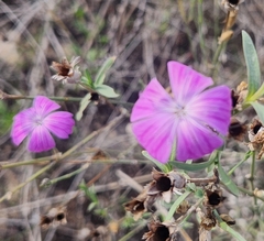 Dianthus strictus