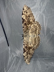 Thysania agrippina