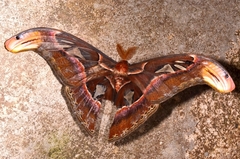 Attacus