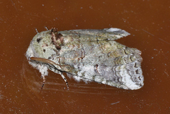 Heterocampa