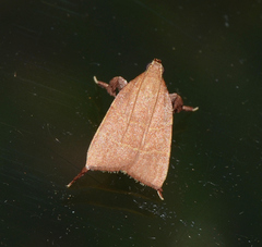 Parachma ochracealis