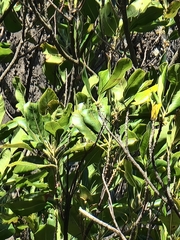 Sideroxylon mirmulans