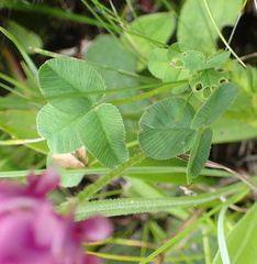 Trifolium burchellianum