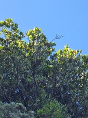 Sideroxylon mirmulans