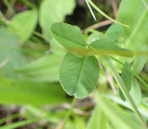 Image of Wild Clover (Trifolium burchellianum) by no rights reserved