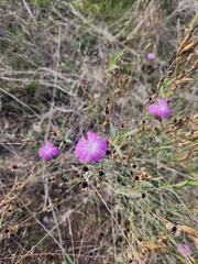 Dianthus strictus
