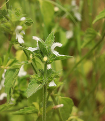 Leucas glabrata