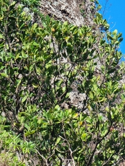 Sideroxylon mirmulans