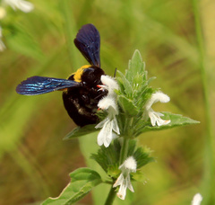 Leucas glabrata