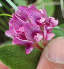 Trifolium burchellianum