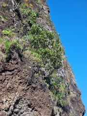 Sideroxylon mirmulans