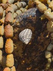 Austrocochlea porcata