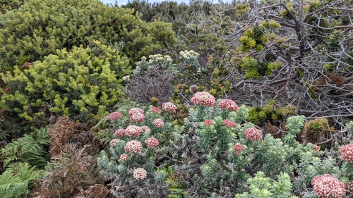 Ozothamnus costatifructus (Ozothamnus costatifructus)