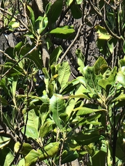 Sideroxylon mirmulans