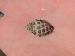 Tenguella marginalba