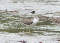 Tringa guttifer