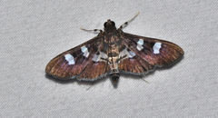 Desmia deploralis