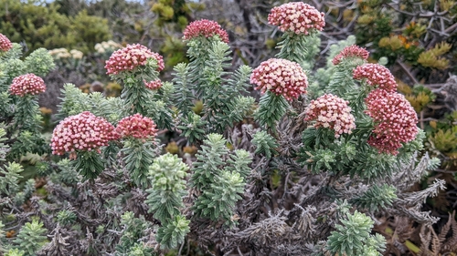 Image of Ozothamnus costatifructus by (c) Joe Atkinson, some rights reserved (CC BY)