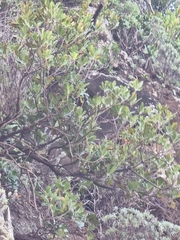 Sideroxylon mirmulans