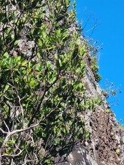 Sideroxylon mirmulans