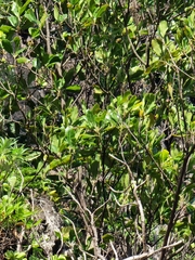 Sideroxylon mirmulans