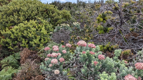 Image of Ozothamnus costatifructus by (c) Joe Atkinson, some rights reserved (CC BY)