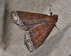 Physula albipunctilla