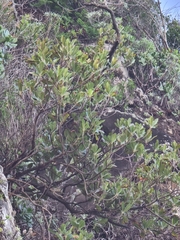 Sideroxylon mirmulans