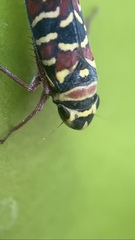 Agrosoma placetis