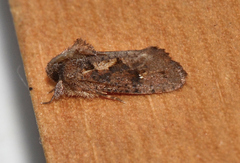 Acrolophus walsinghami